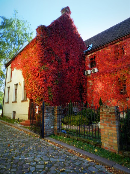 jeden z kolorów jesieni (Październik 2013)