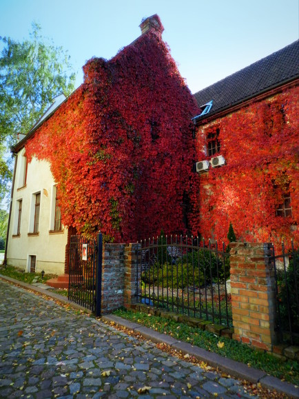 jeden z kolorów jesieni