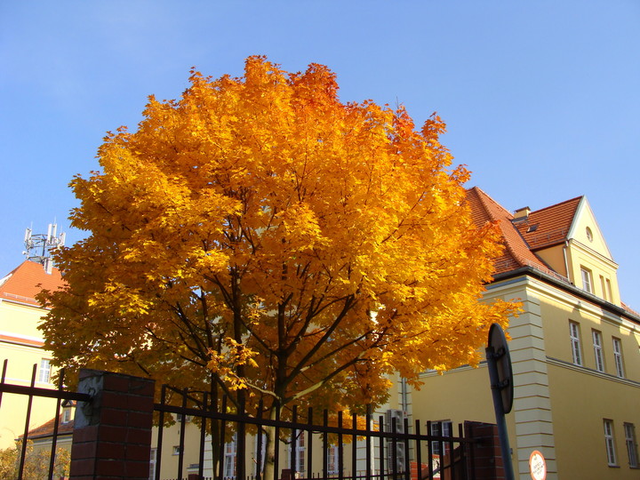 Pośredniak (Październik 2013)