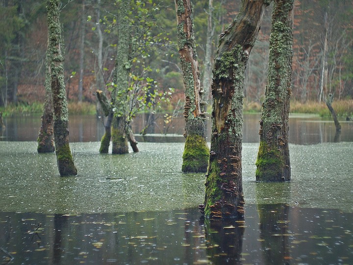 Leśne uroczysko (Listopad 2013)