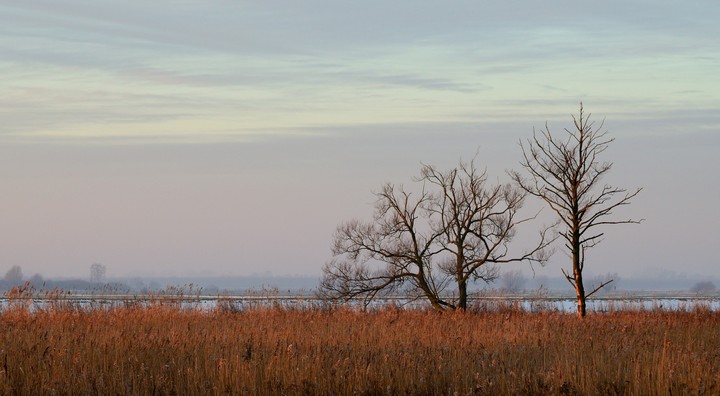 ujście Nogatu (Grudzień 2013)