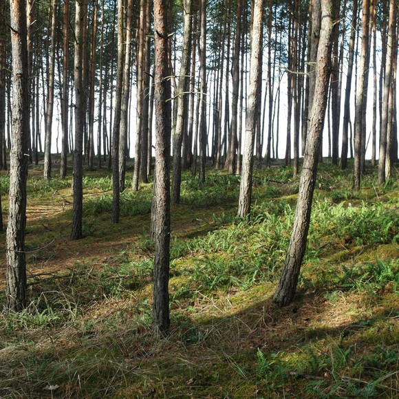 Stegna - spacer po lesie (Kwiecień 2014)