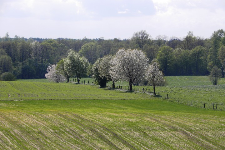 Wiosna w polu