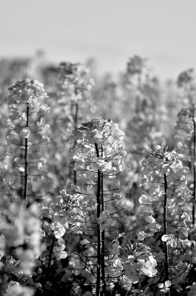 Brassica napus (Maj 2014)