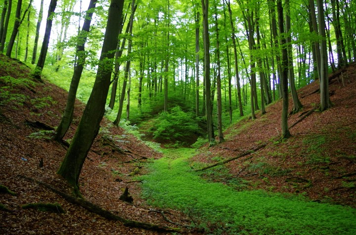 zielona rzeka (Maj 2014)