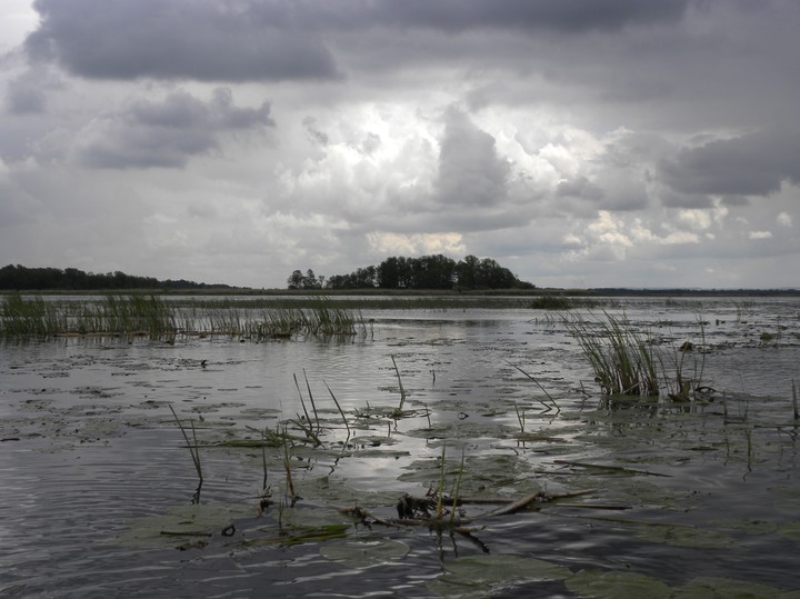 Jezioro Druzno (Maj 2014)