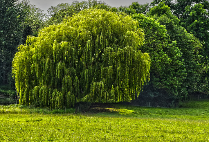 Płacząca Wierzba