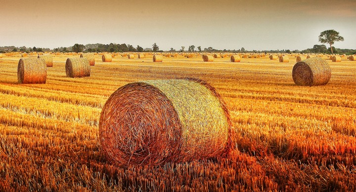 Żniwa, znak nadchodzącej jesieni. (Sierpień 2014)