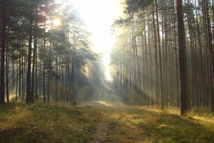 Poranek w lesie... (Listopad 2014)