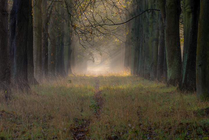 ścieżka leśna (Listopad 2014)