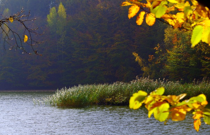 Nad jeziorem (elbląska złota jesień) (Listopad 2014)