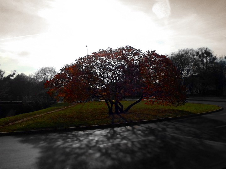 Drzewo ( Elbląska złota jesień ) (Listopad 2014)