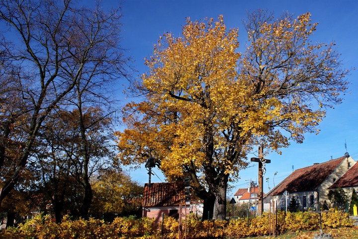 Jesiennie. (Listopad 2014)