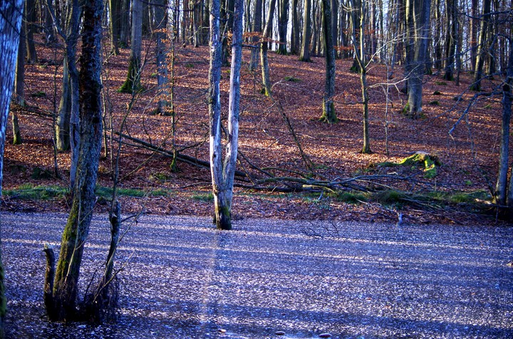 Jesienny las (Grudzień 2014)
