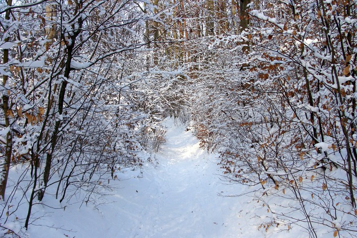 Wesołych Świąt... (Grudzień 2014)