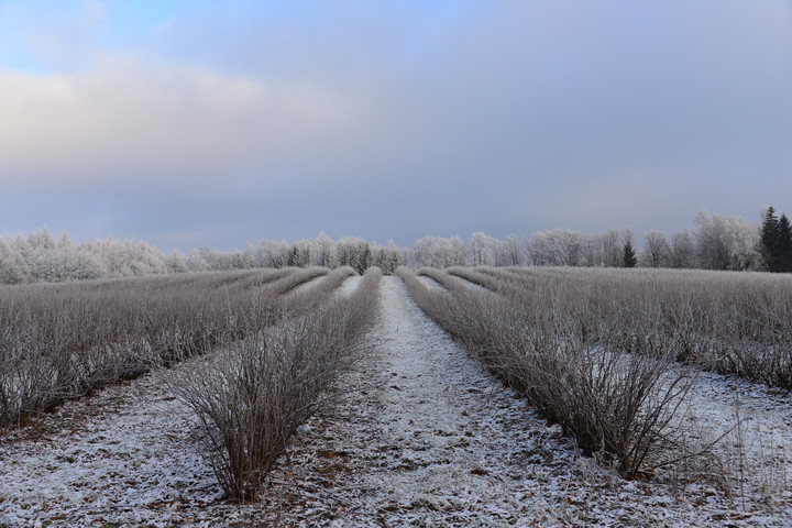 stripes (Grudzień 2014)