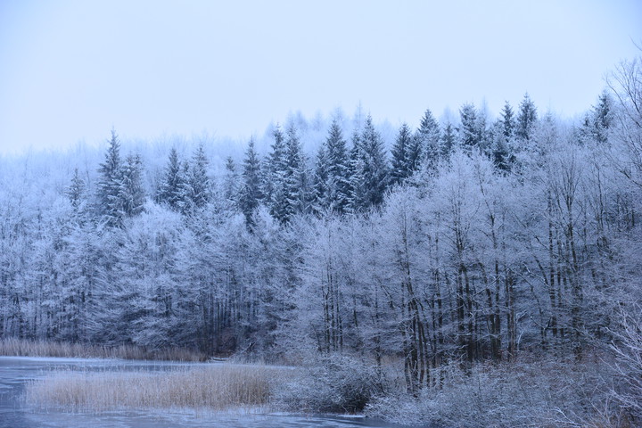 jołki