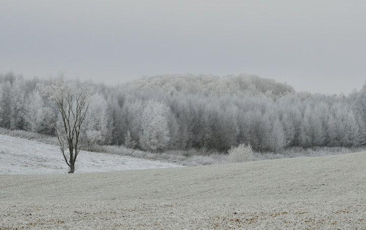 mroźny poranek (Styczeń 2015)