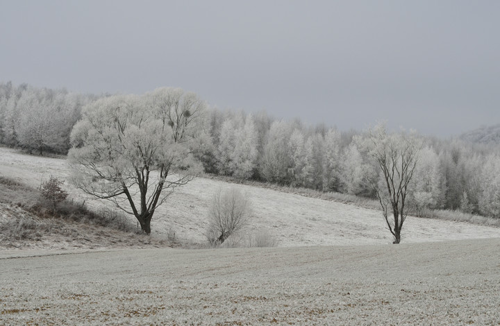 mroźny poranek II (Styczeń 2015)