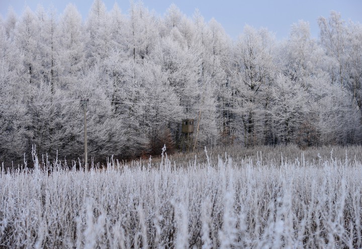 polowanie na porzeczki (Styczeń 2015)