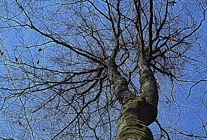 W pajęczynie sieci drzewa (Kwiecień 2015)