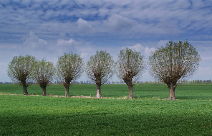 "O czym szumią wierzby" (Kwiecień 2015)