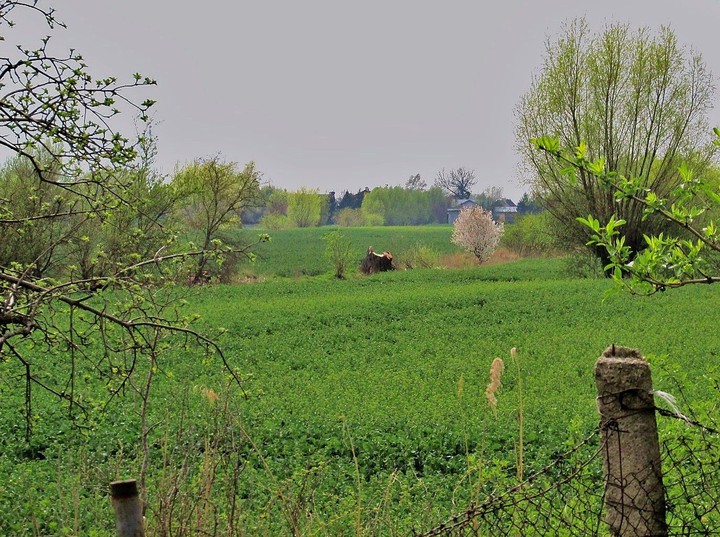 ŻUŁAWY WIŚLANE WIOSNĄ (Maj 2015)