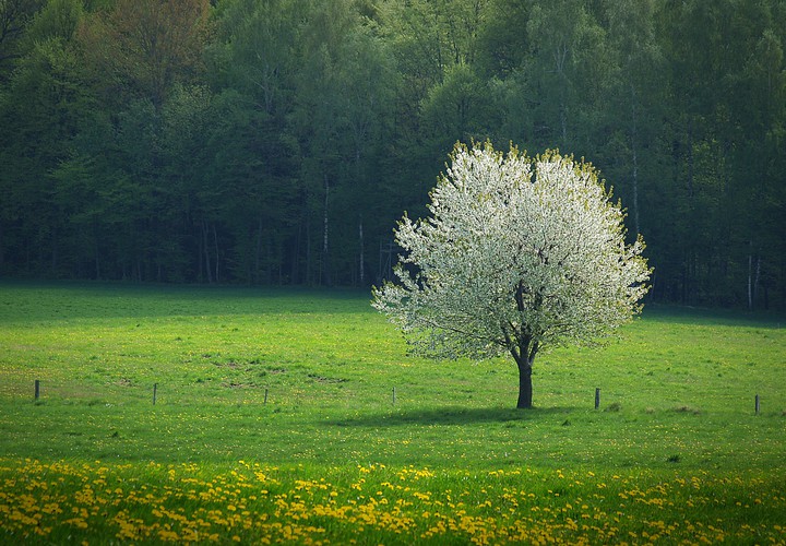 "Kwitnąca czereśnia" (Maj 2015)