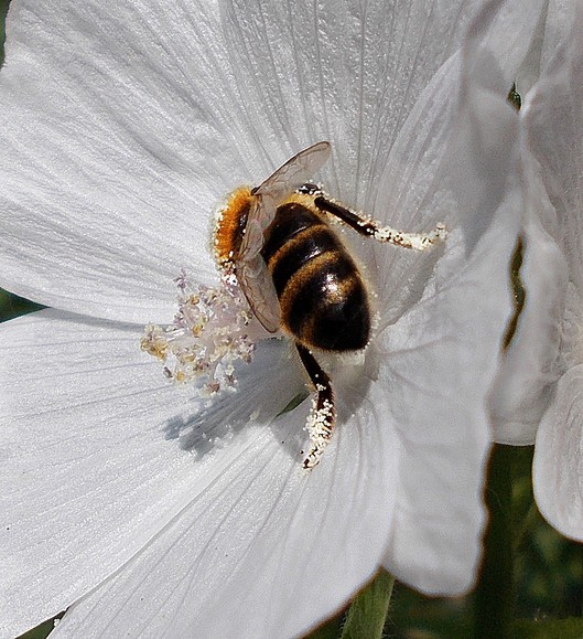 Pracowita pszczółka