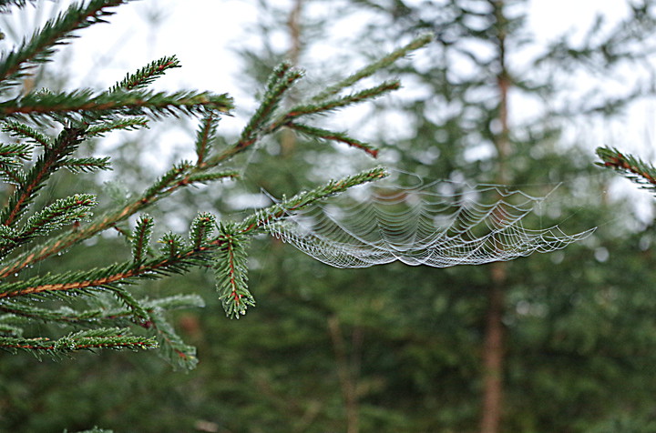 Misterna sieć (Wrzesień 2015)