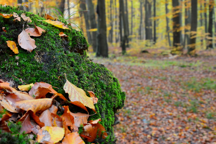 Jesień (Październik 2015)