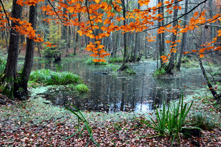 Mokradła (Październik 2015)