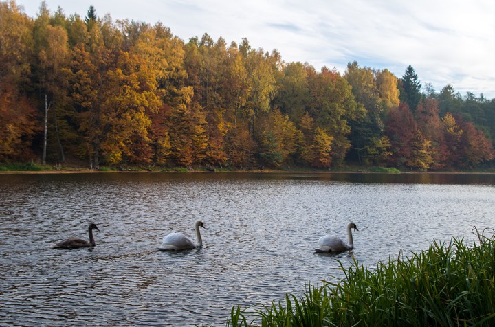 Łabądki (Październik 2015)