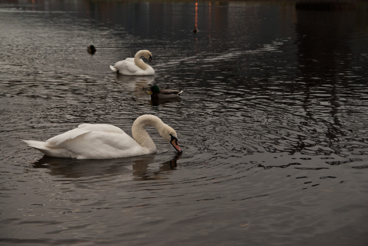 Łałbądź (Listopad 2015)