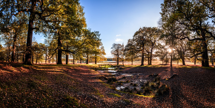 Panorama Leśna