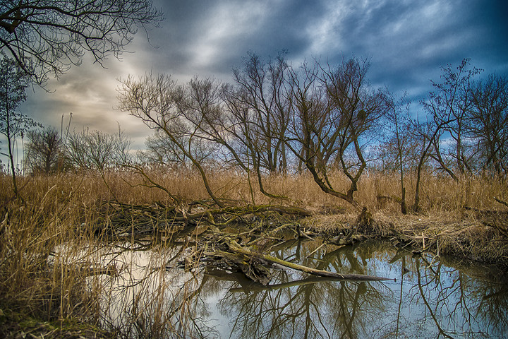 rzeka Elbląg (Marzec 2016)