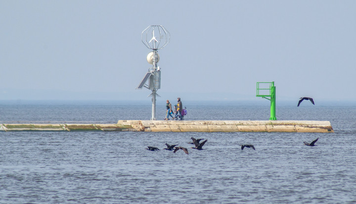 Goniąc kormorany (Kwiecień 2016)