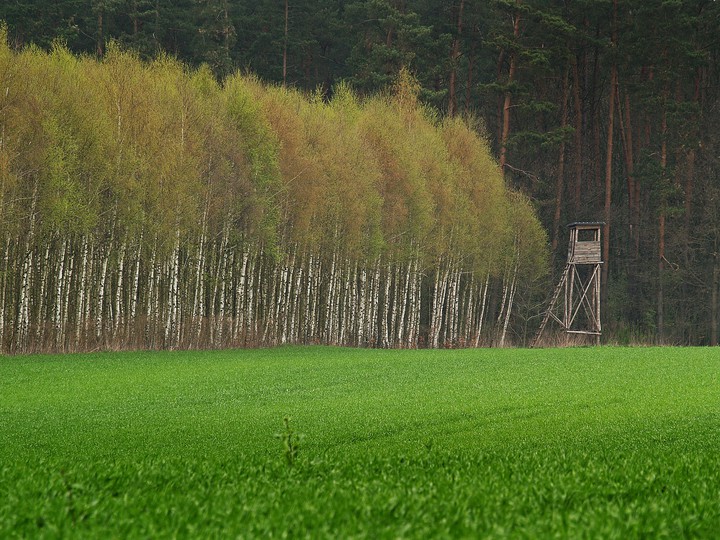 "Czatownia" (Kwiecień 2016)