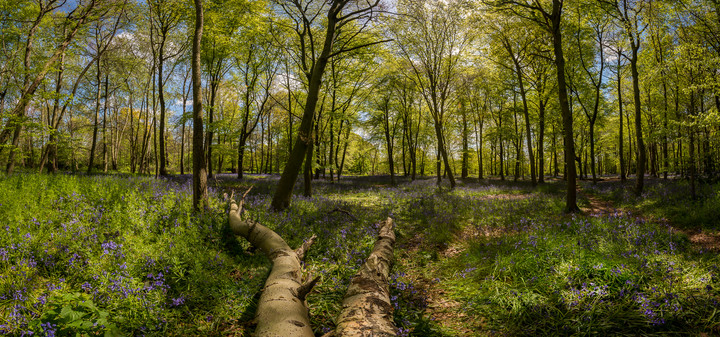 Las dość daleko nas (Maj 2016)