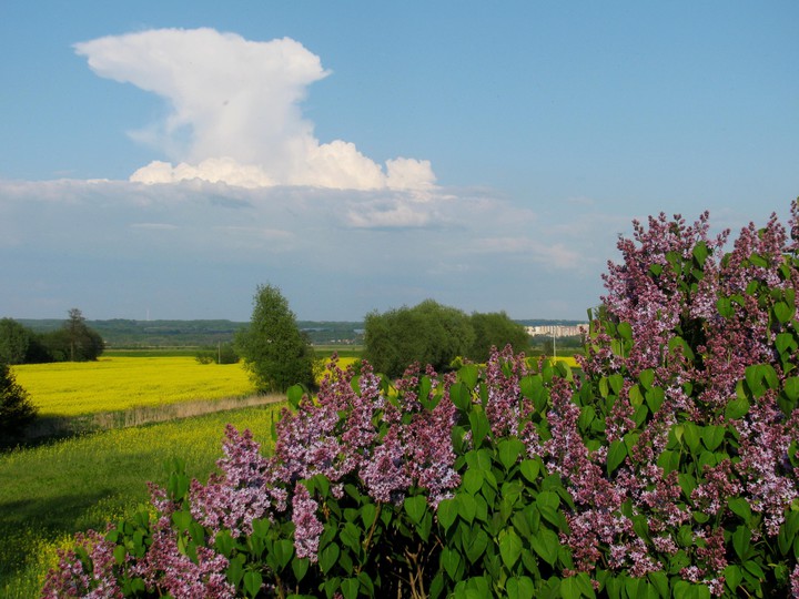 Wiosenny widok na Elbląg (2)