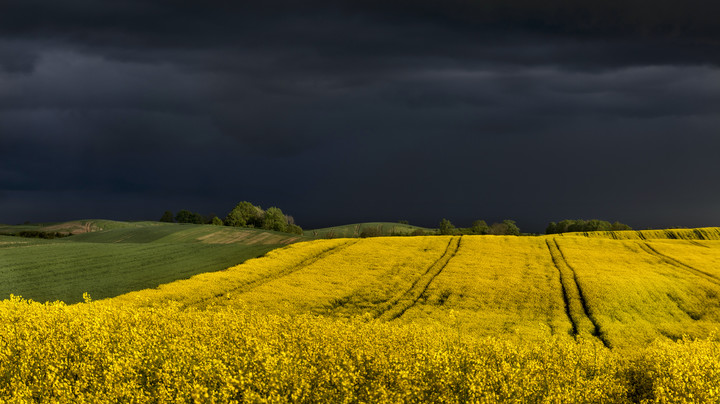 Rzepaki (Maj 2016)