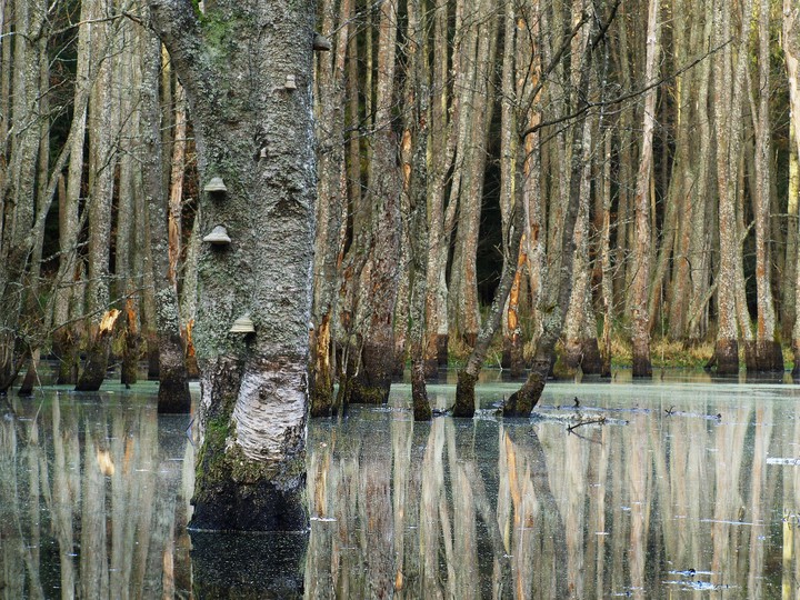 "Bagienne uroczysko" (Czerwiec 2016)