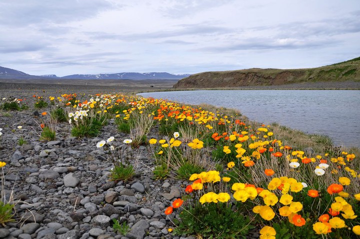 Maki islandzkie - - Papaver nudicaule