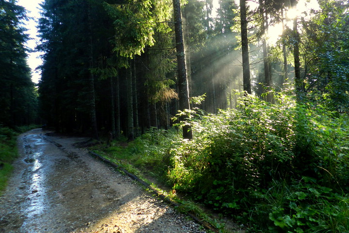 Promienie światła (Sierpień 2016)