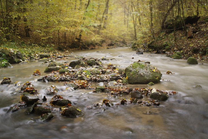 "Leśna woda"