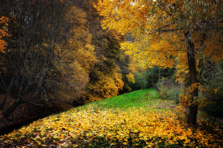 Klon nad Kumielą. (Listopad 2016)