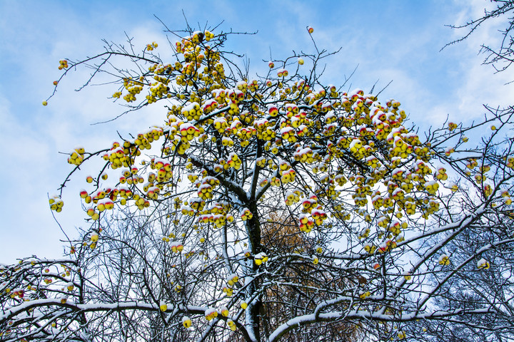 jabłoń (Grudzień 2016)