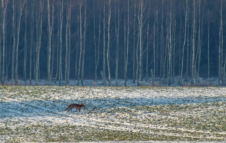 Lisek (Styczeń 2017)