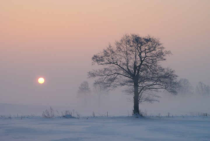 Świt (Styczeń 2017)