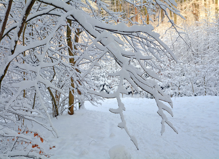 Śnieg jak puch. (Bażantarnia). (Styczeń 2017)